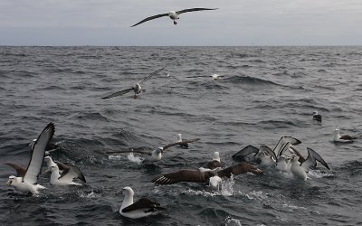New Zealand White-capped Albatross