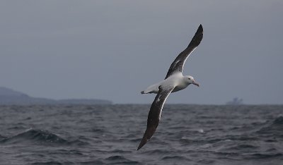Southern Royal Albatrosses adult in flight OZ9W1700