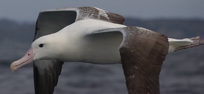 Southern Royal Albatrosses adult in flight OZ9W1702