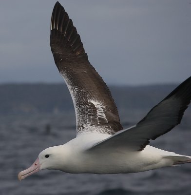 Southern Royal Albatrosses adult in flight OZ9W1703