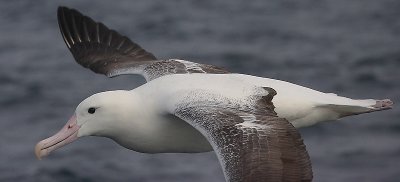 Southern Royal Albatrosses adult in flight OZ9W1704