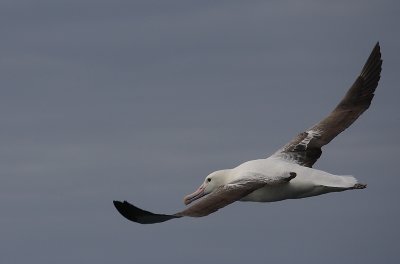 Southern Royal Albatrosses adult in flight OZ9W1707