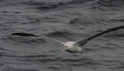 Southern Royal Albatrosses adult in flight OZ9W1708