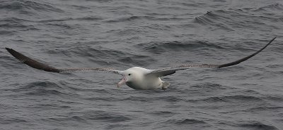 Southern Royal Albatrosses adult in flight OZ9W1709