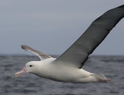 Southern Royal Albatrosses adult in flight OZ9W1711