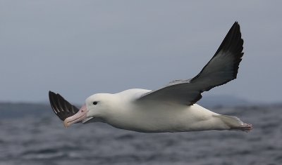 Southern Royal Albatrosses adult in flight OZ9W1712