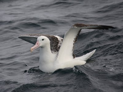 Southern Royal Albatrosses adult on water OZ9W1715