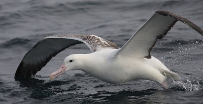 Southern Royal Albatrosses adult taking off OZ9W1717