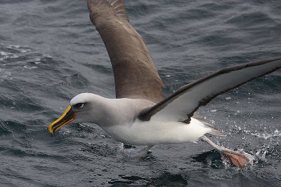 OSouthern Buller's Albatross adult taking off Z9W1634