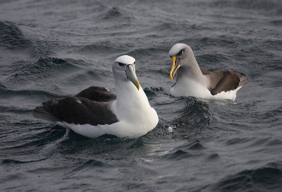 Southern Buller's Albatross adult on water with NZ White-cap OZ9W1678