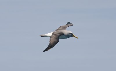 Southern Buller's Albatross adult in flight OZ9W1920