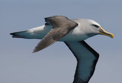 Southern Buller's Albatross adult in flight OZ9W1942