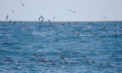 Sooty Shearwater flock in flight OZ9W1850