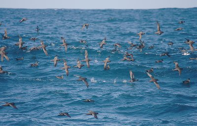 Sooty Shearwater flock in flight OZ9W1862