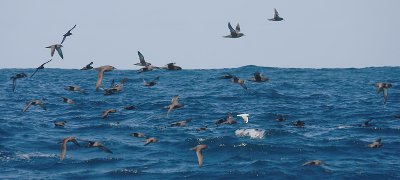 Sooty Shearwater flock in flight OZ9W1868