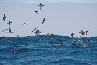 Sooty Shearwater flock in flight OZ9W1873