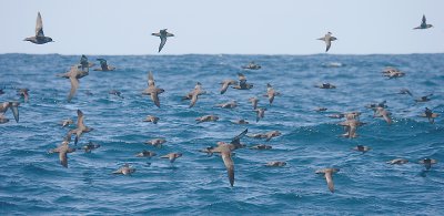 Sooty Shearwater flock in flight OZ9W1893