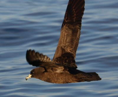 Westland Petrel in flight OZ9W8759