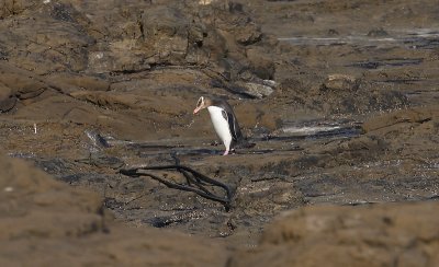 Yellow-eyed Penguin adult OZ9W1388