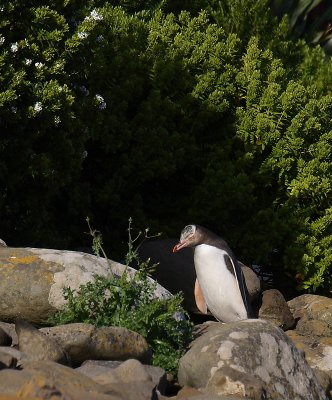 Yellow-eyed Penguin adult OZ9W1409