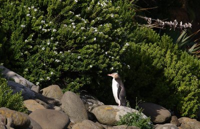 Yellow-eyed Penguin adult OZ9W1411