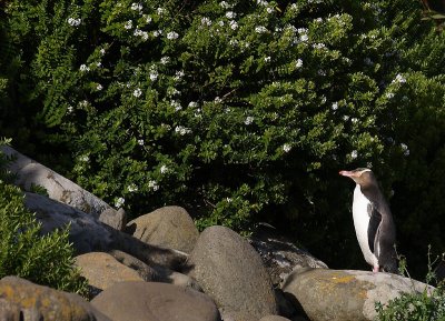 Yellow-eyed Penguin adult OZ9W1415