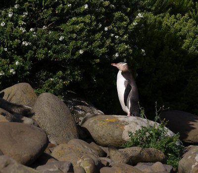 Yellow-eyed Penguin adult OZ9W1416