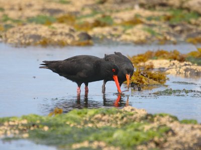 Variable Oystercatchers adult with juvenile OZ9W1271