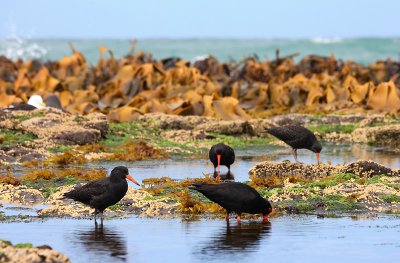 Variable Oystercatcher family OZ9W1278