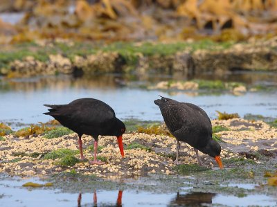 Variable Oystercatchers adult with juvenile OZ9W1284