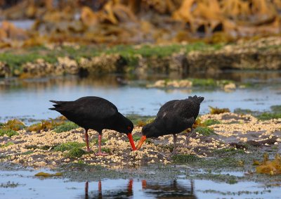 Variable Oystercatchers adult with juvenile OZ9W1287