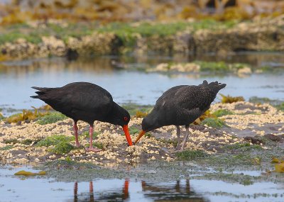 Variable Oystercatchers adult with juvenile OZ9W1291