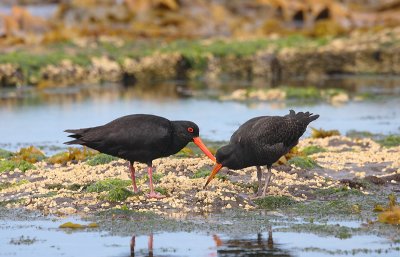 Variable Oystercatchers adult with juvenile OZ9W1293