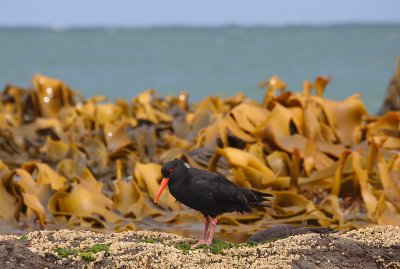 Variable Oystercatcher adult OZ9W1309