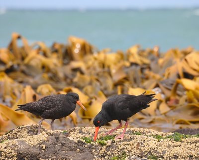 Variable Oystercatchers adult with juvenile OZ9W1311