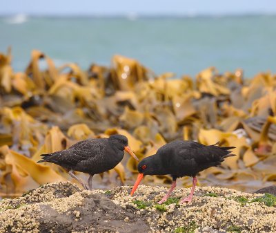 Variable Oystercatchers adult with juvenile OZ9W1312