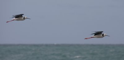 Black-winged Stilts in flight NZ OZ9W1261