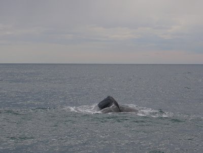 Sperm Whale adult male fluking OZ9W9475