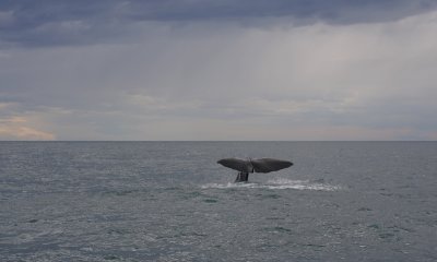Sperm Whale adult male fluking OZ9W9478