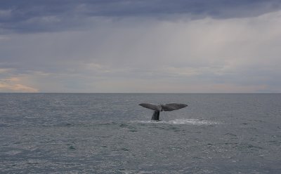 Sperm Whale adult male fluking OZ9W9479