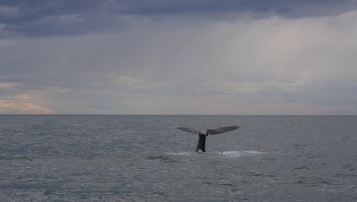 Sperm Whale adult male fluking OZ9W9481