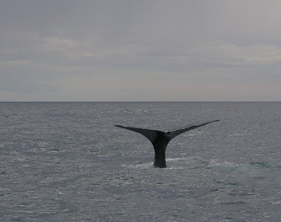 Sperm Whale adult male fluking OZ9W9486