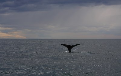 Sperm Whale adult male fluking OZ9W9488