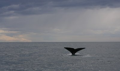 Sperm Whale adult male fluking OZ9W9490