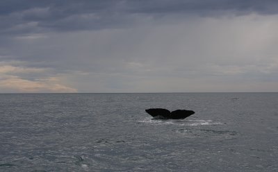 Sperm Whale adult male fluking OZ9W9491
