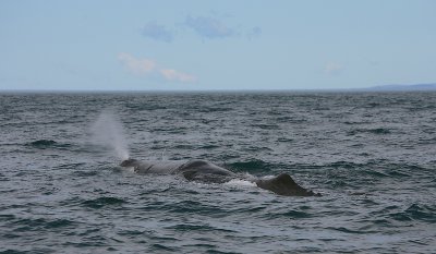 Sperm Whale adult male blow OZ9W9492