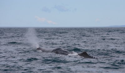 Sperm Whale adult male blow OZ9W9493
