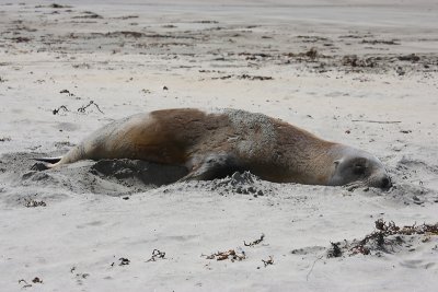 Hooker's Sea Lion female OZ9W2593