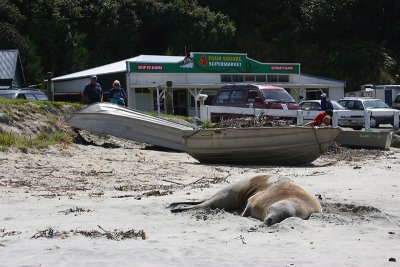 Hooker's Sea Lion female OZ9W2605
