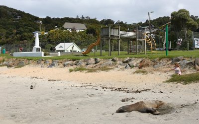 Hooker's Sea Lion female OZ9W2621
